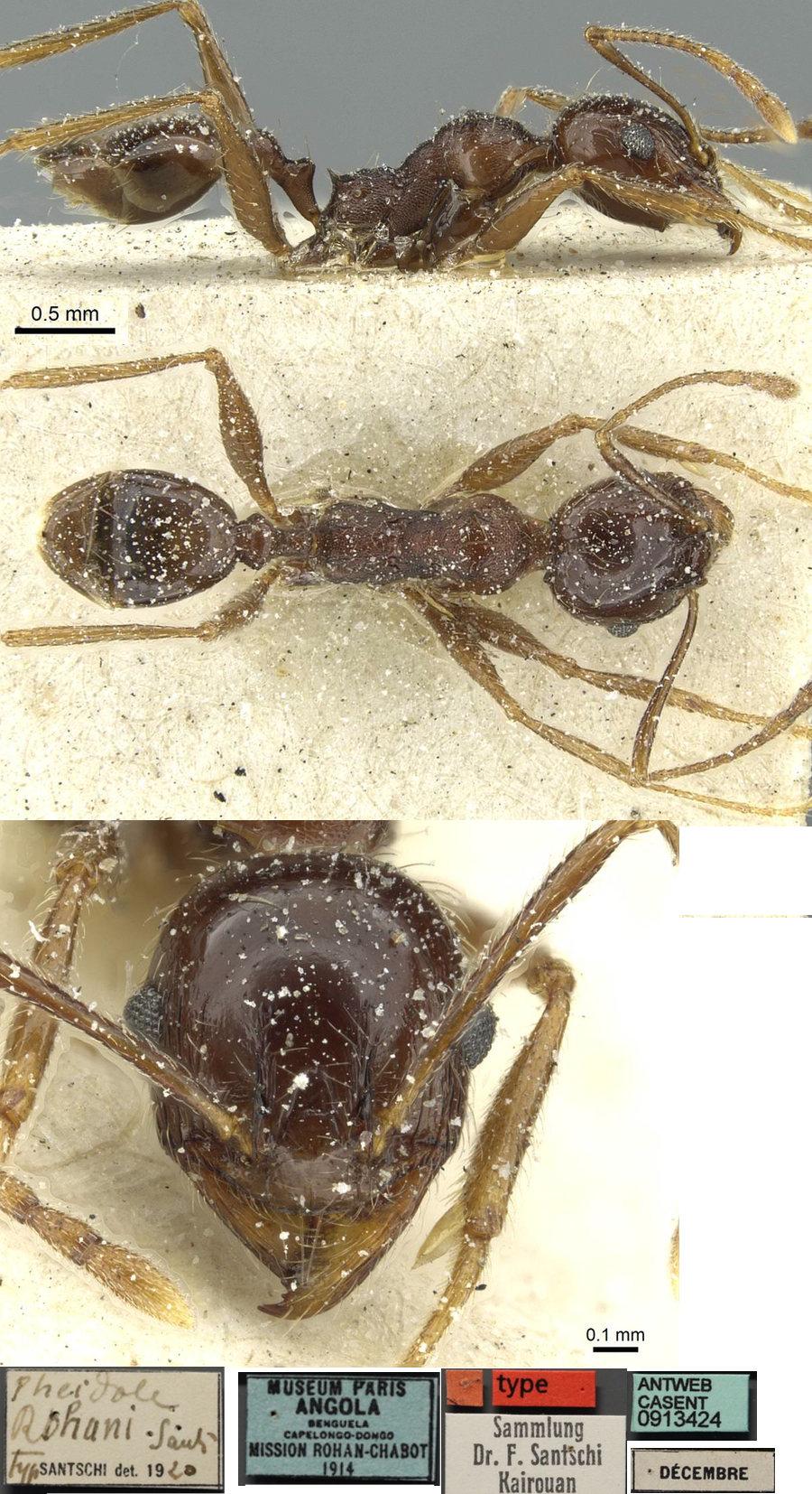 {Pheidole rohani minor