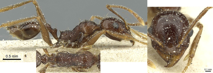 {Pheidole rohani pellax minor}