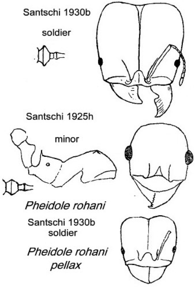 {Pheidole rohani}