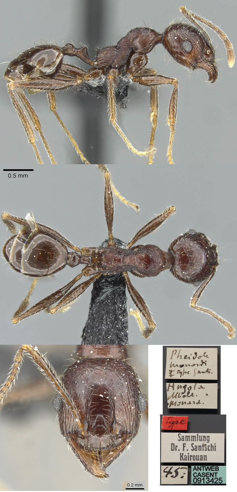 {Pheidole pellax minor