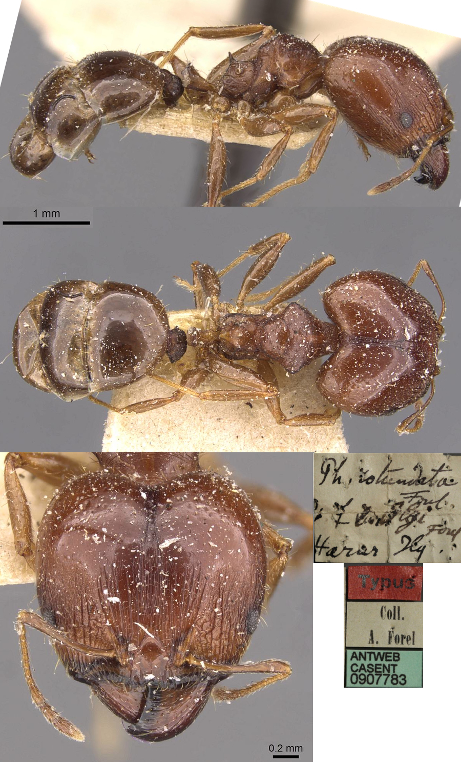 Pheidole rotundata ilgi major