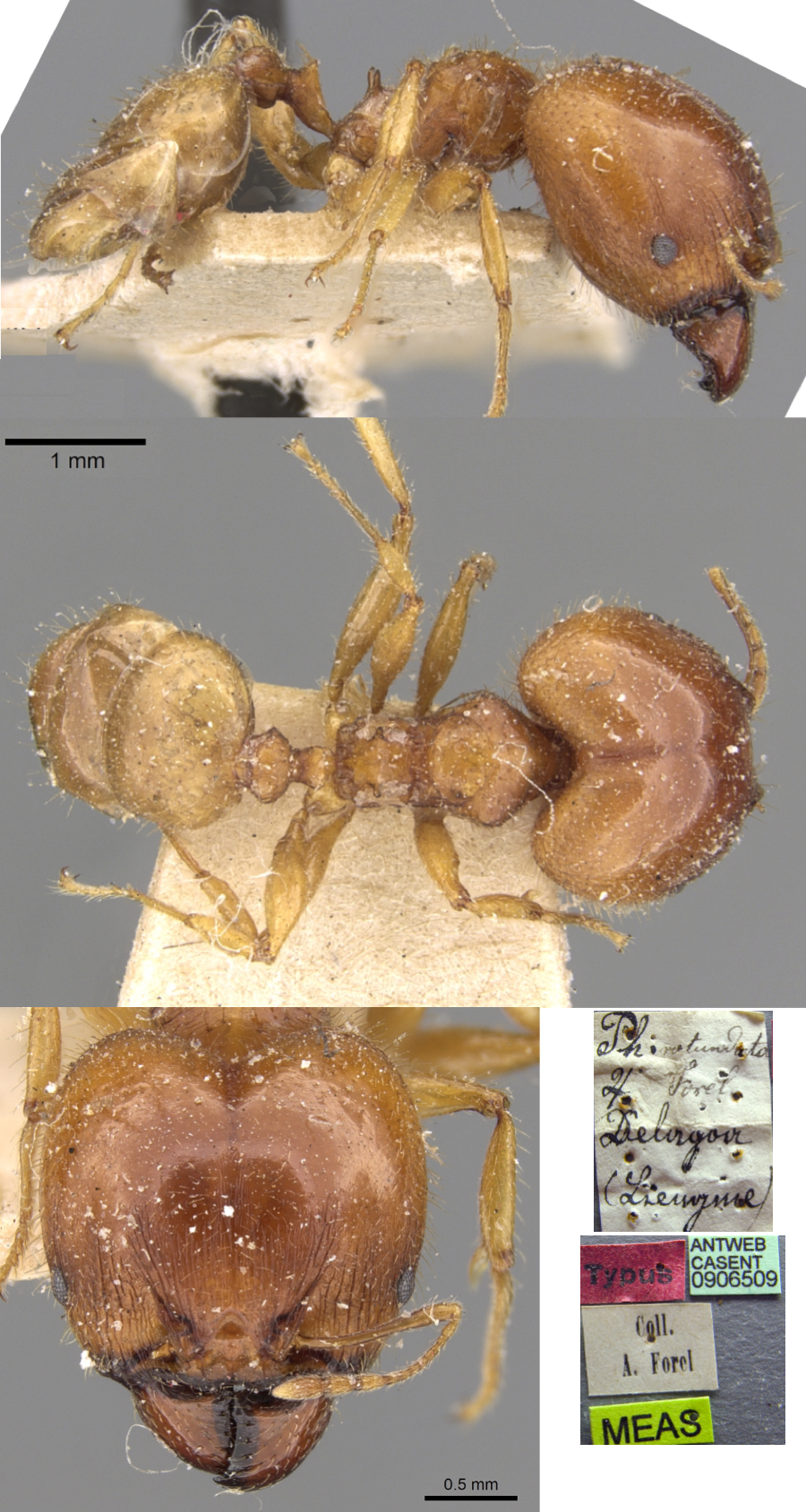 Pheidole rotundata major