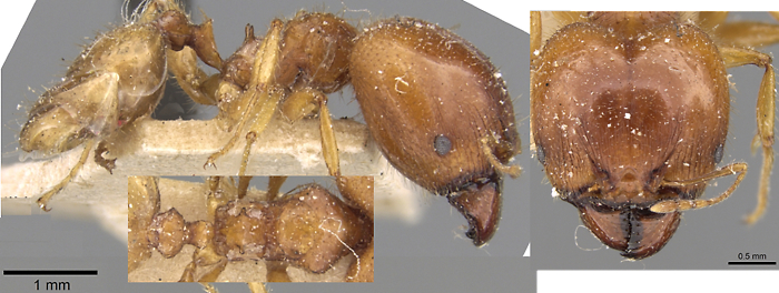 Pheidole saxicola