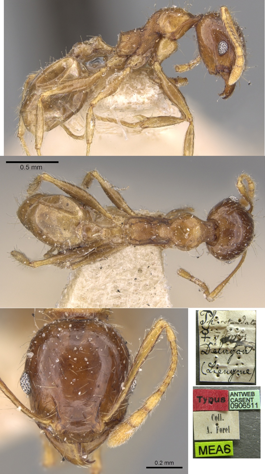 {Pheidole rotundata minor}