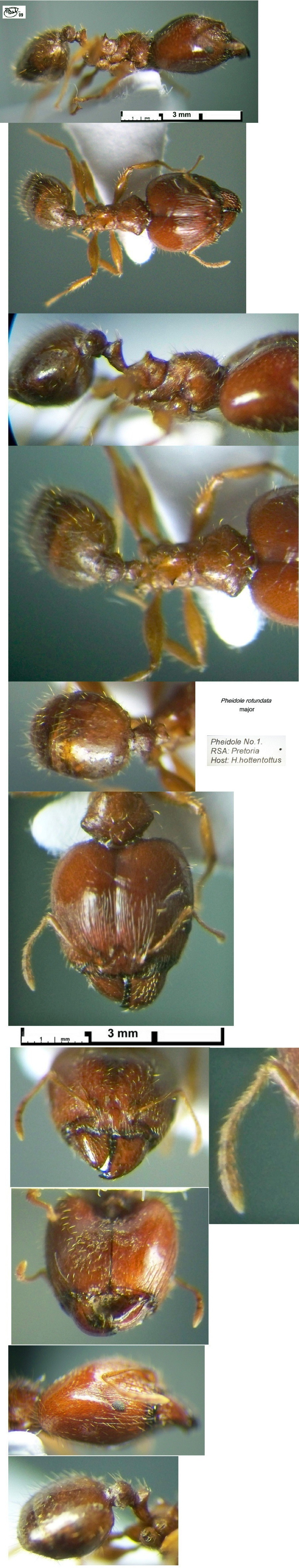 {Pheidole rotundata major}