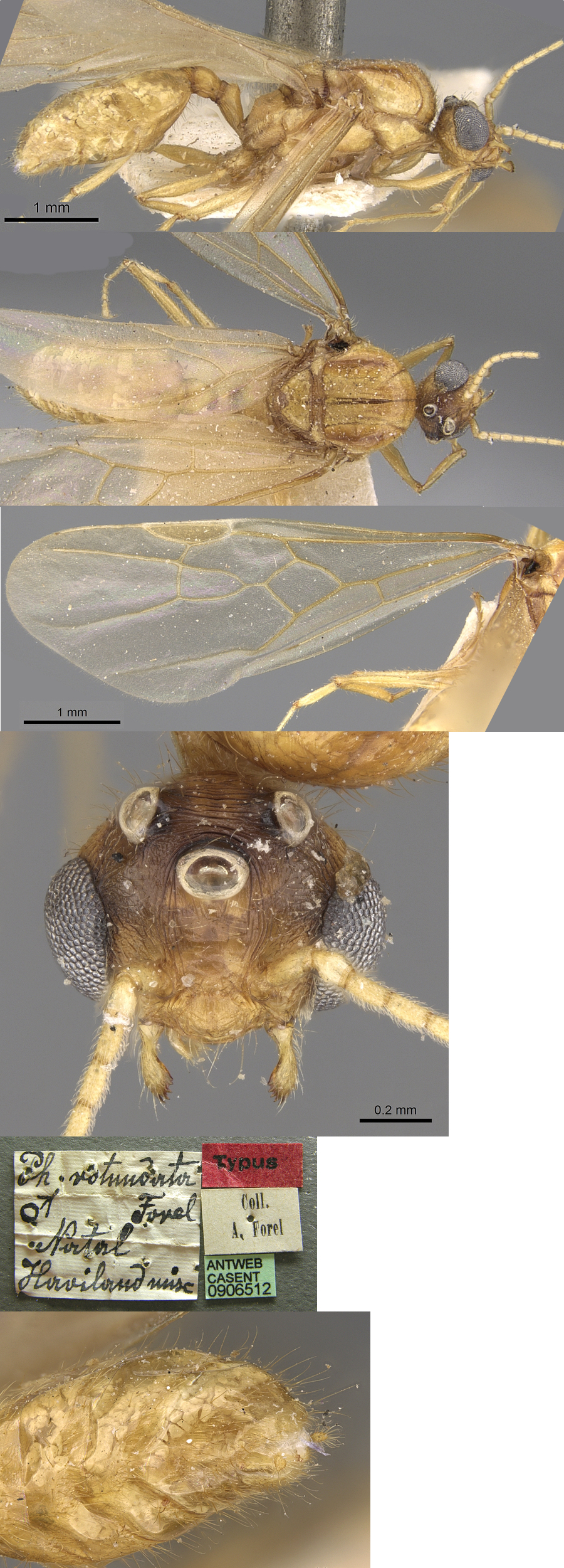 {Pheidole rotundata male}