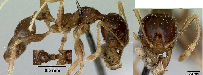 {Pheidole rotundata minor}