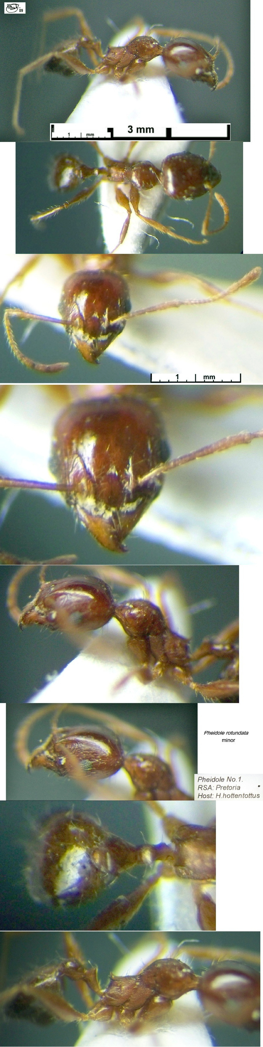 {Pheidole rotundata minor}