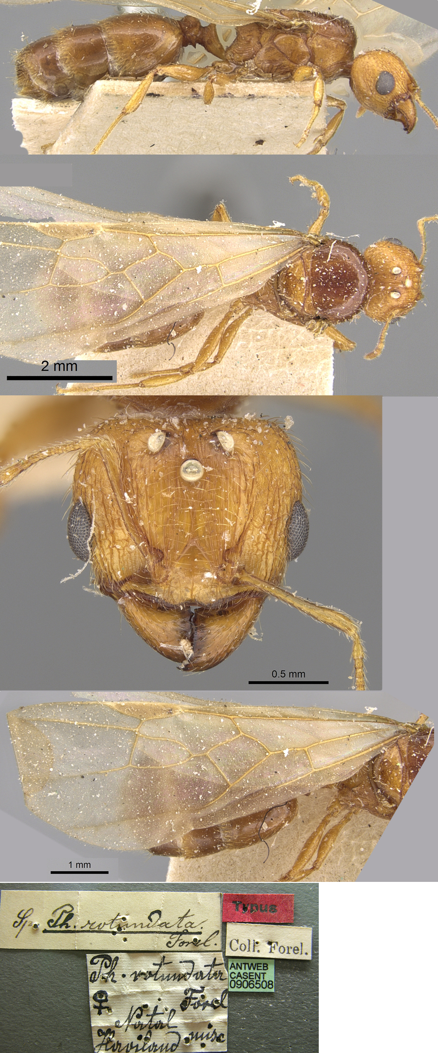 {Pheidole rotundata queen}