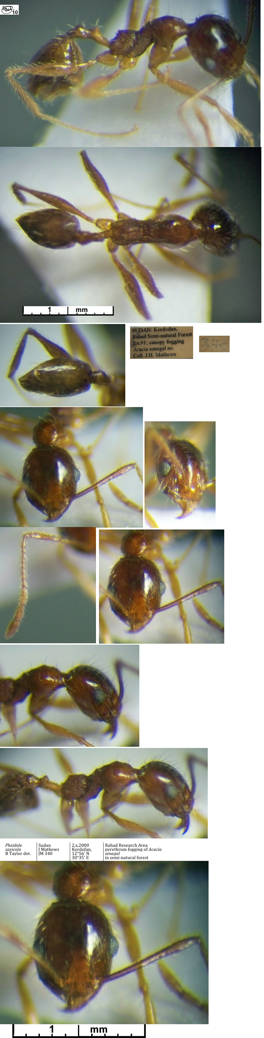 Pheidole saxicola minor