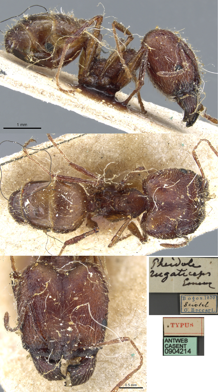 Pheidole rugaticeps major