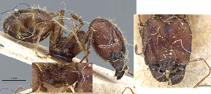 {Pheidole rugaticeps major}