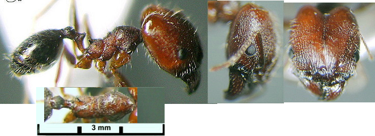 Pheidole rugaticeps major