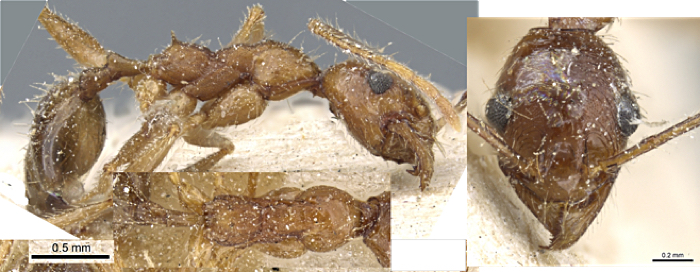 {Pheidole rugaticeps minor}