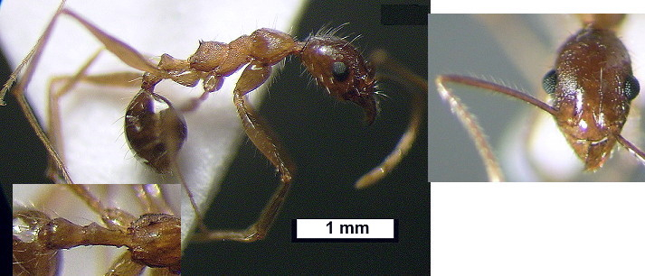 Pheidole rugaticeps minor