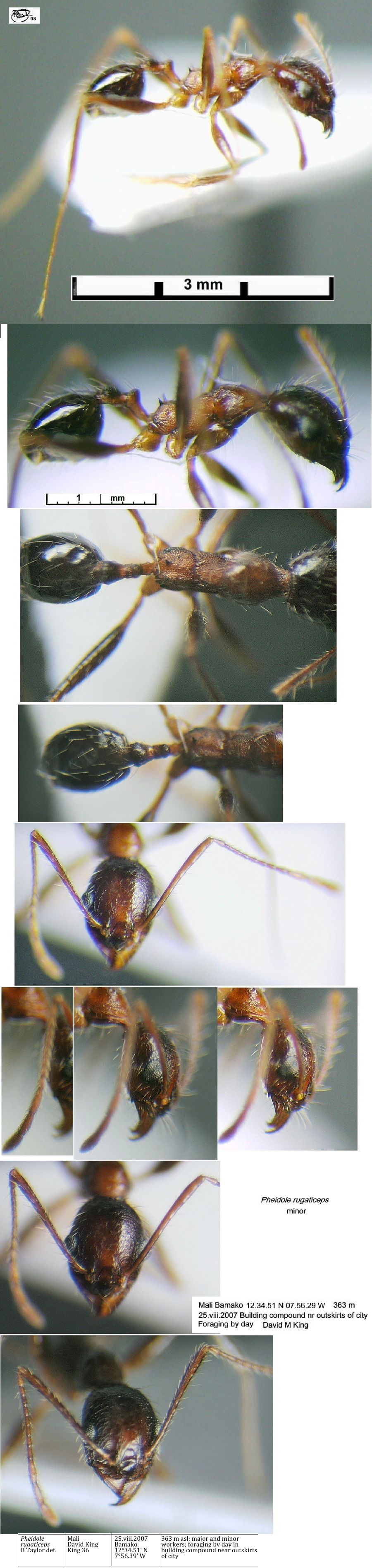 {Pheidole rugaticeps minor}