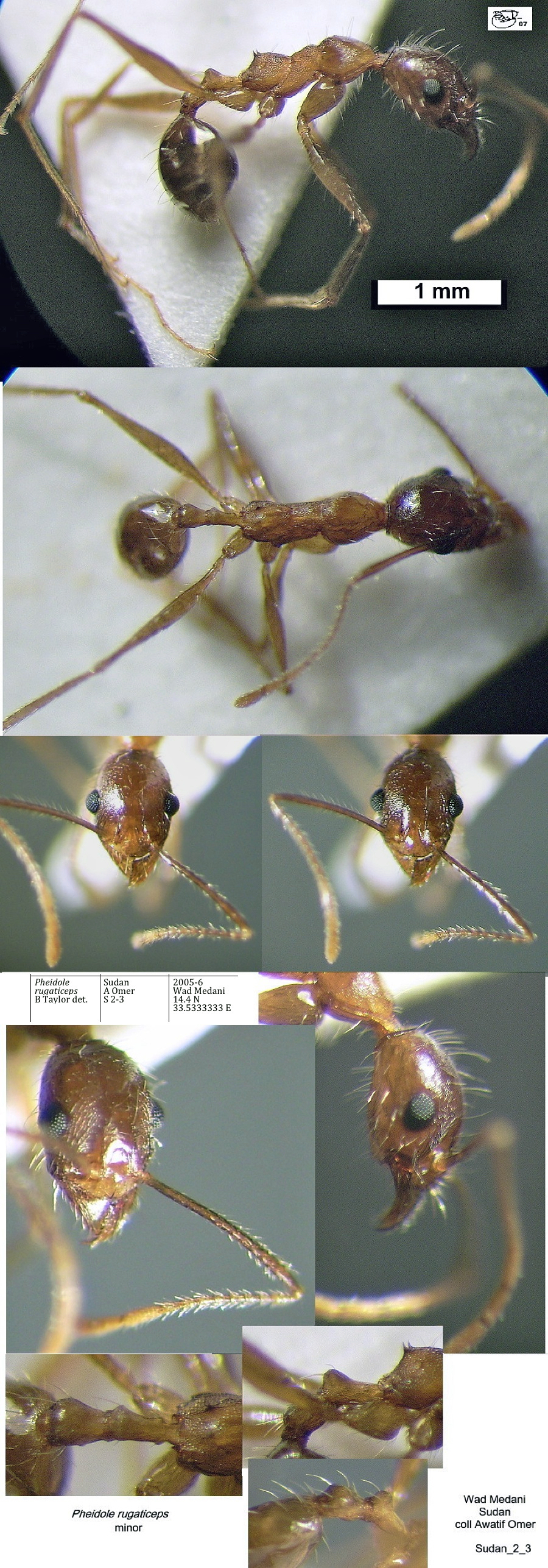 {Pheidole rugaticeps}