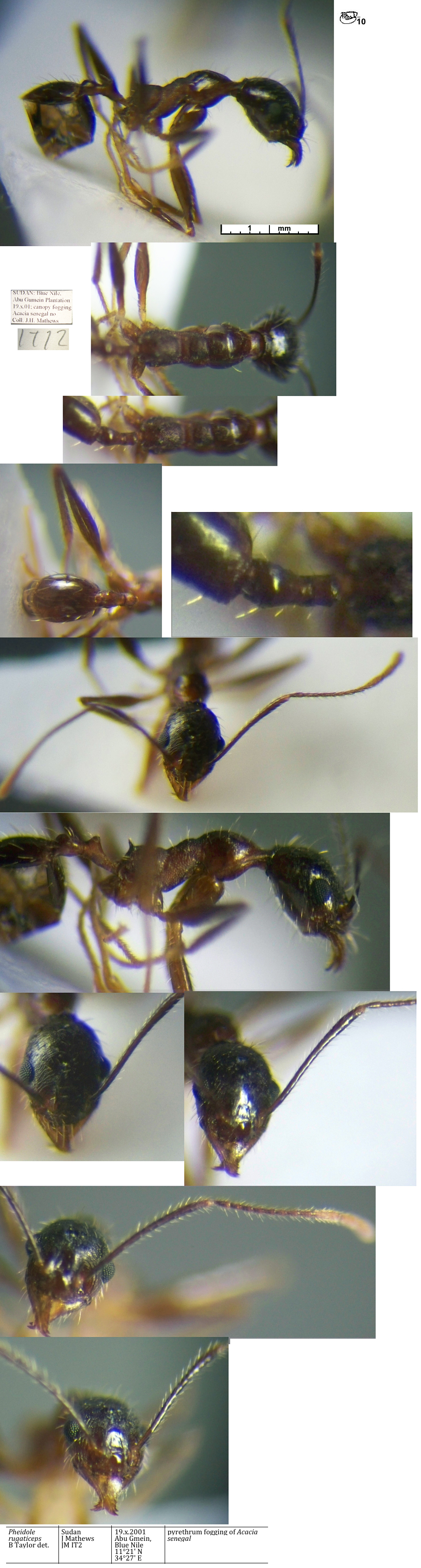 Pheidole rugaticeps minor