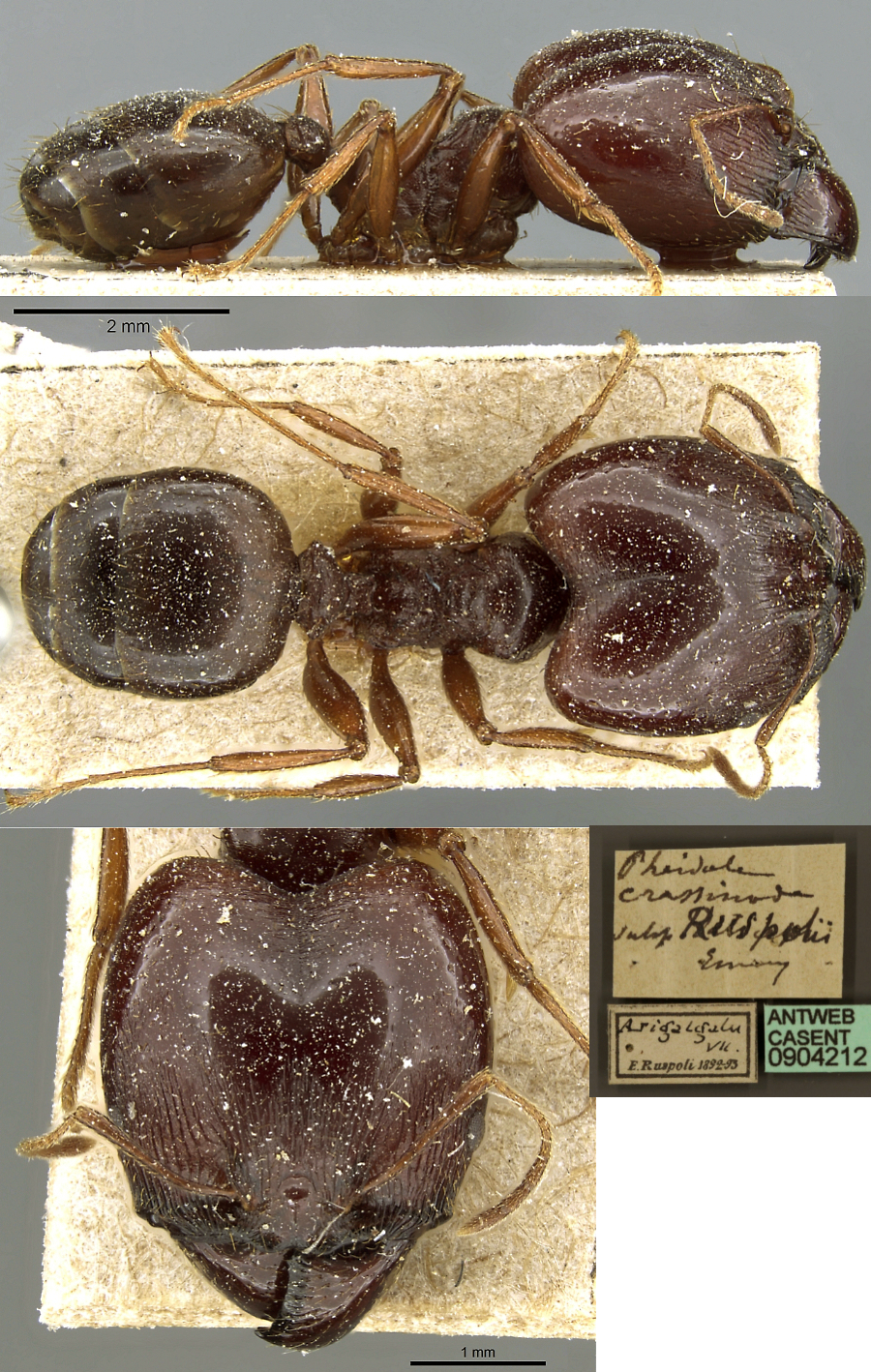 {Pheidole ruspolii major}