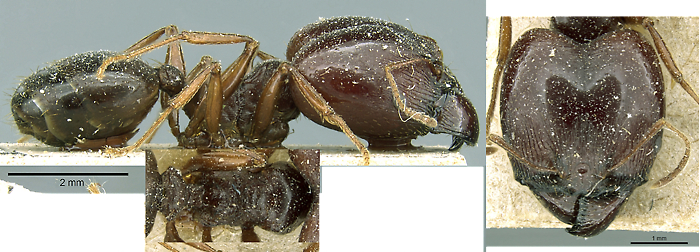 {Pheidole ruspolii major}