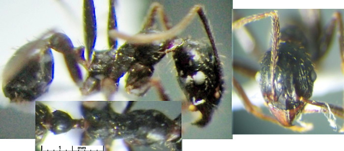{Pheidole ruspolii minor}