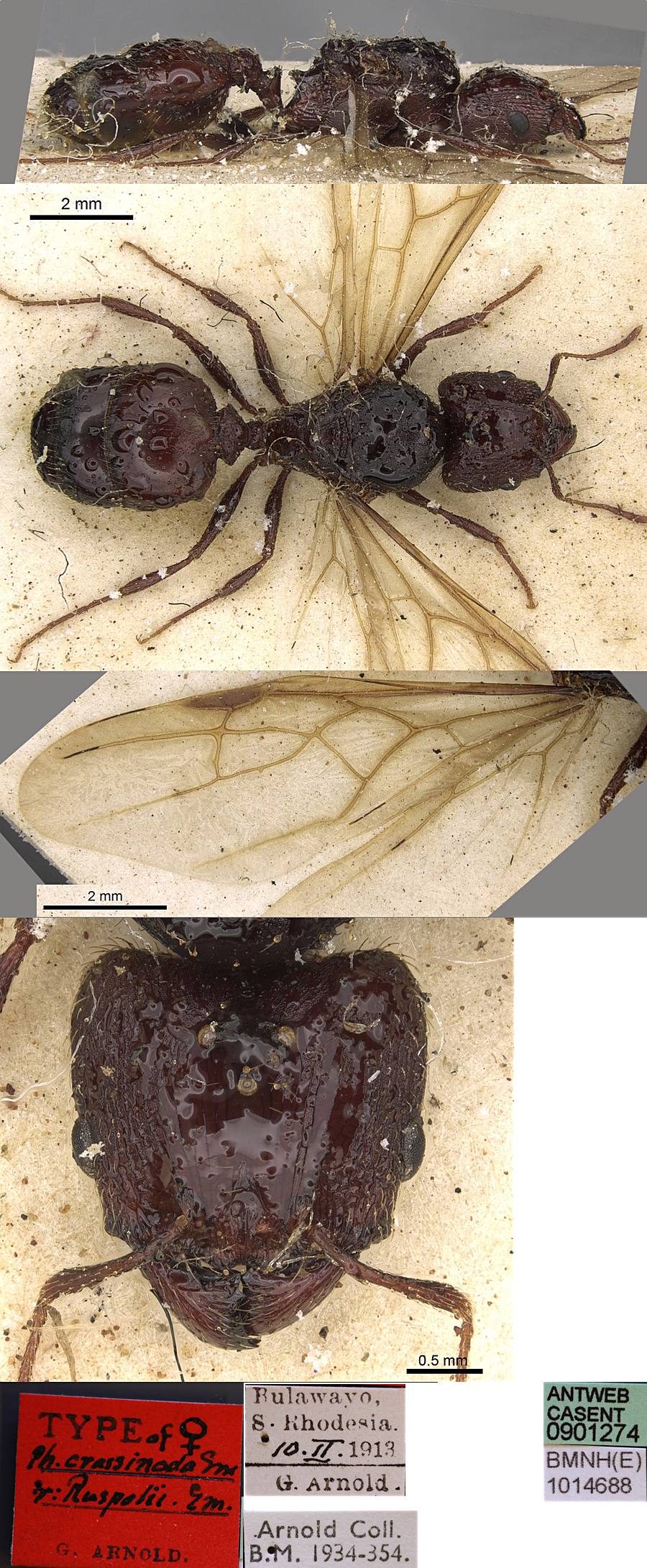 {Pheidole ruspolii queen}