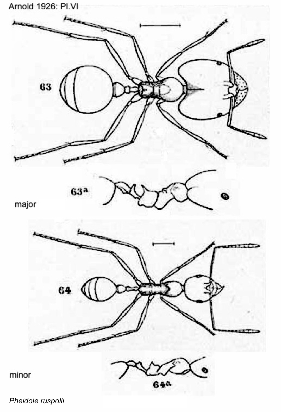 Pheiole ruspolii workers