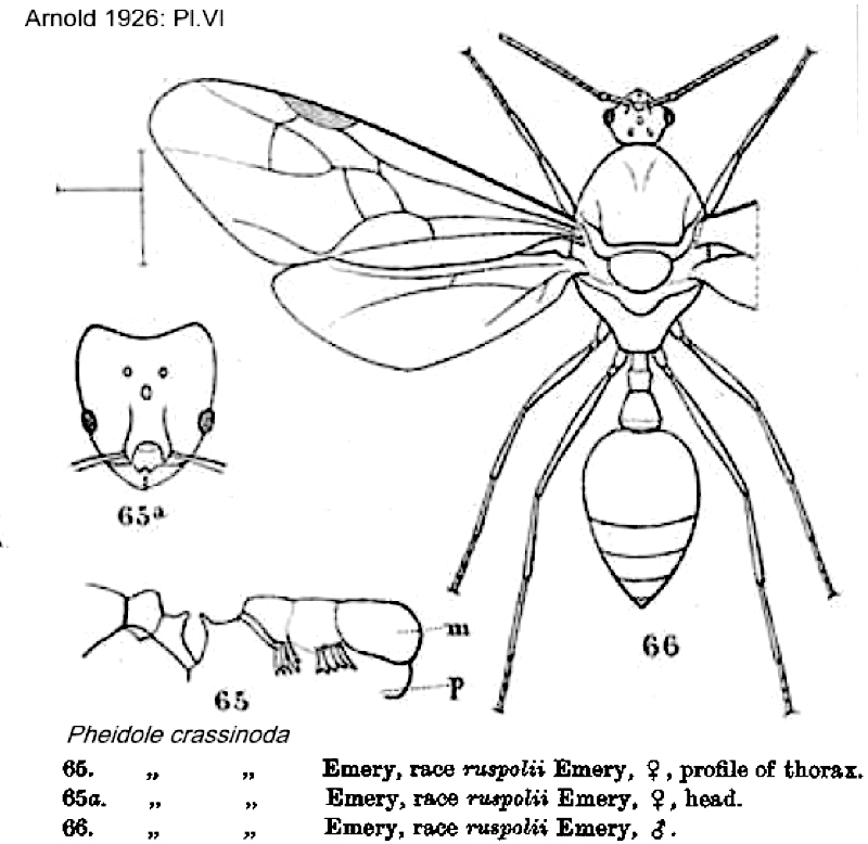 Pheiole ruspolii sexuals