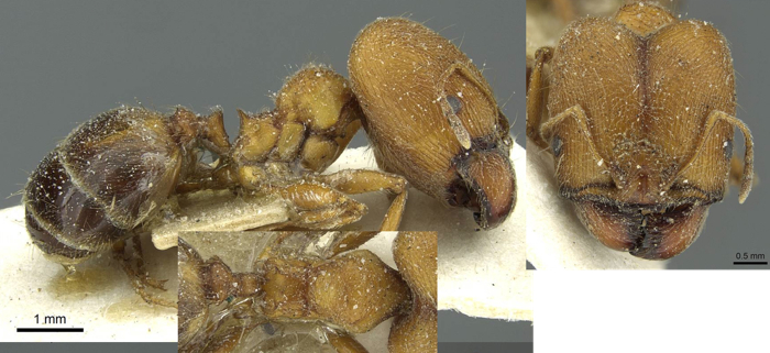 {Pheidole saxicola major}