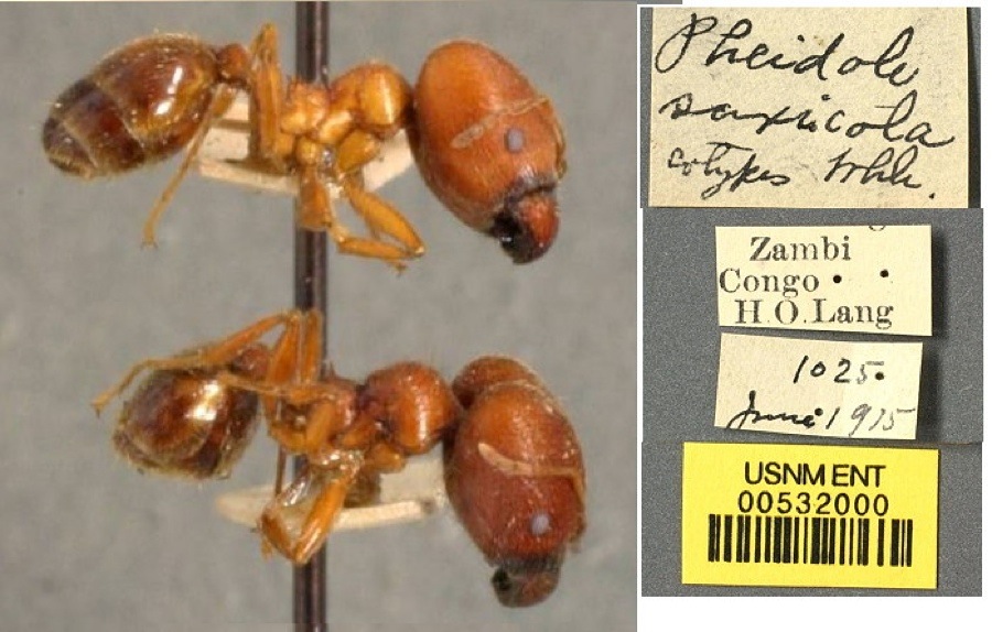 {Pheidole saxicola majors}