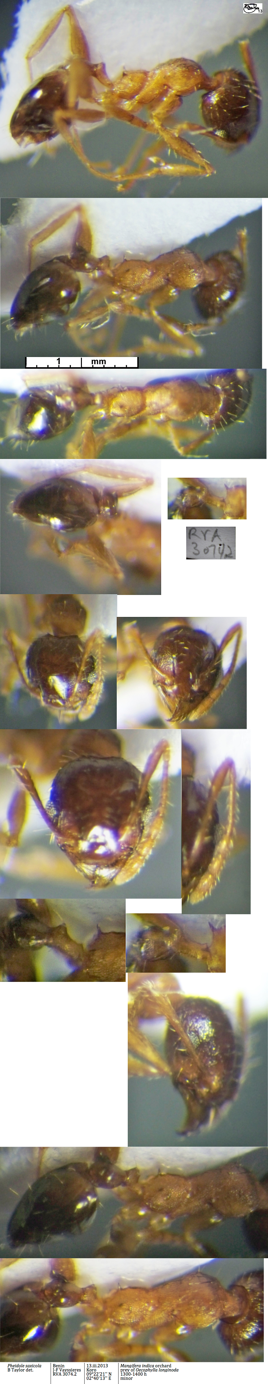 {Pheidole saxicola minor}