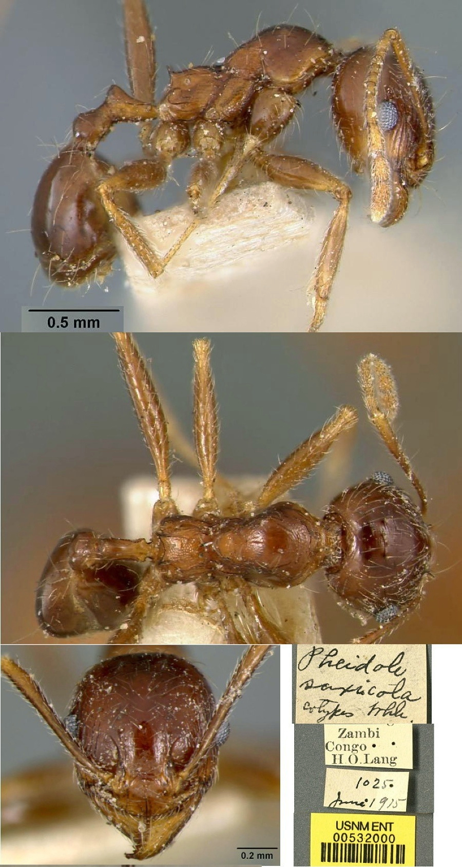 {Pheidole saxicola minor}