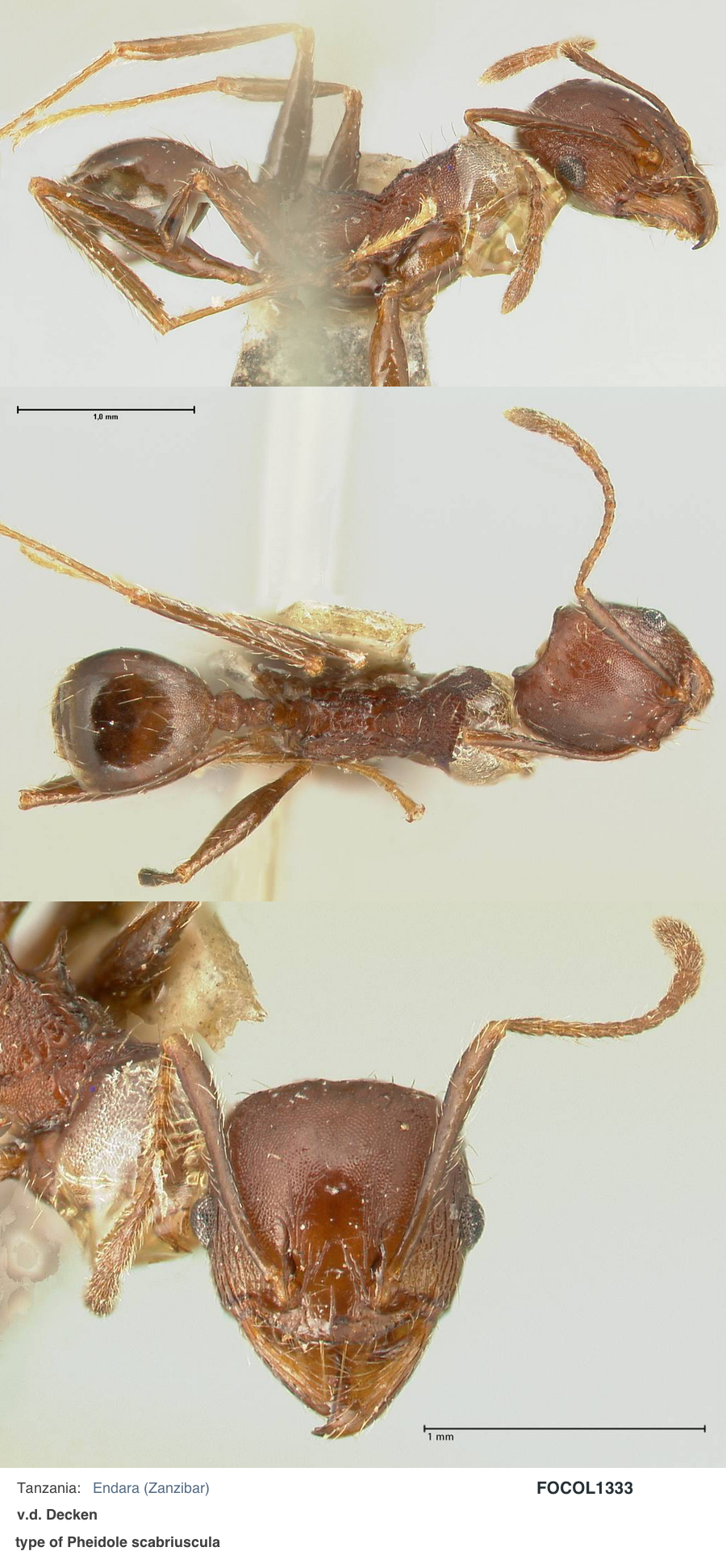 {Pheidole scabricuscula minor}