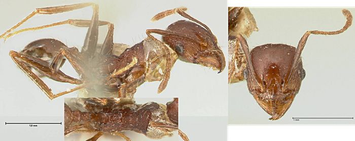 pheidole scabriucscul minor
