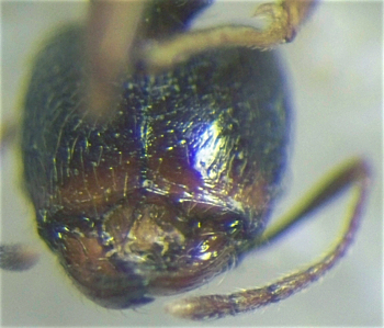 Pheidole scabriuscula major underhaed