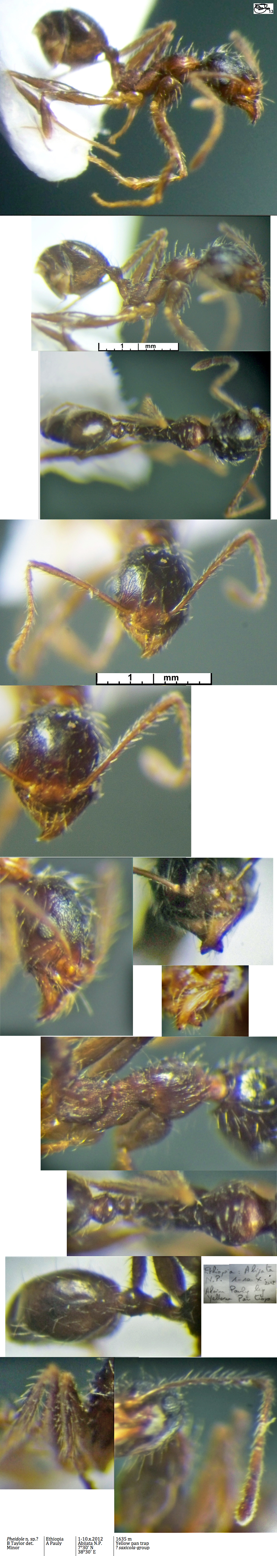 {Pheidole scabriuscula minor}