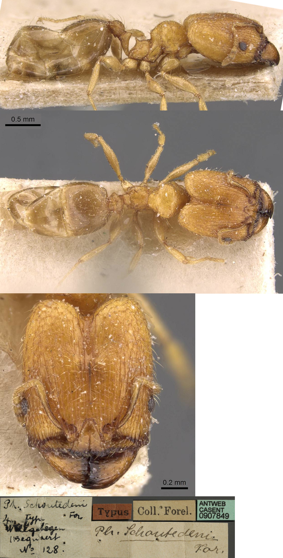 Pheidole schoutedeni major