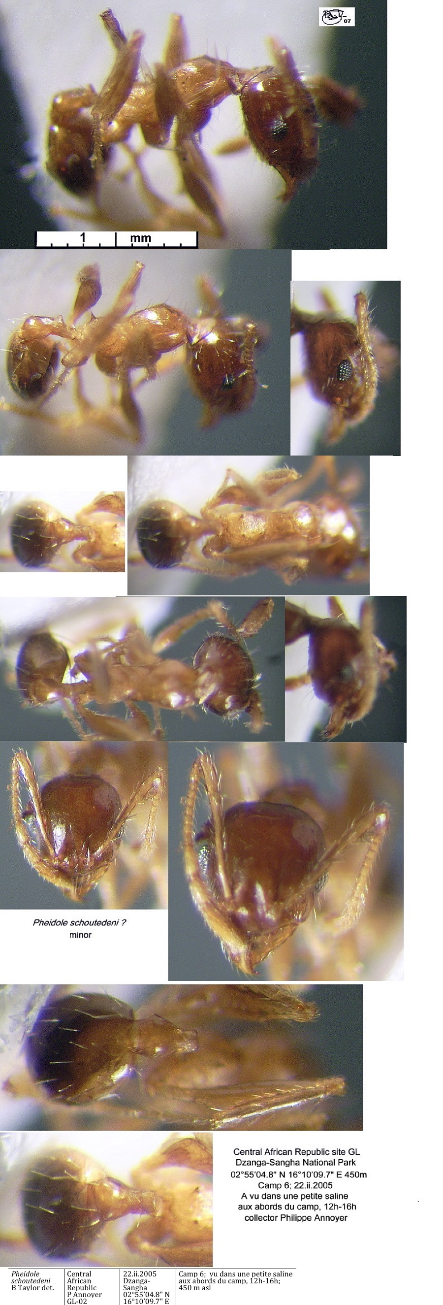 {Pheidole schoutedeni minor}