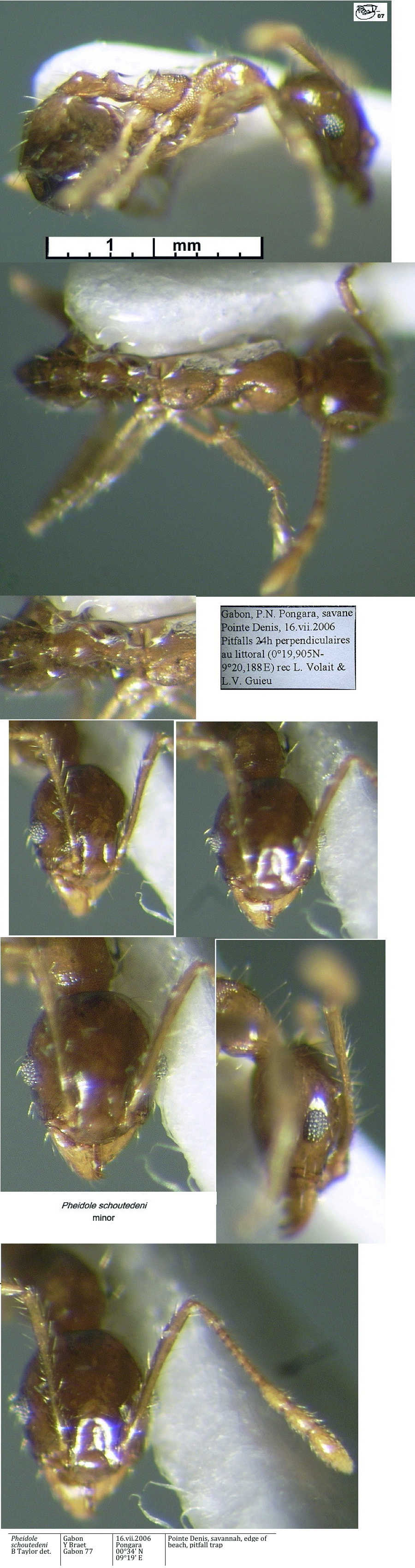 {Pheidole schoutedeni minor}