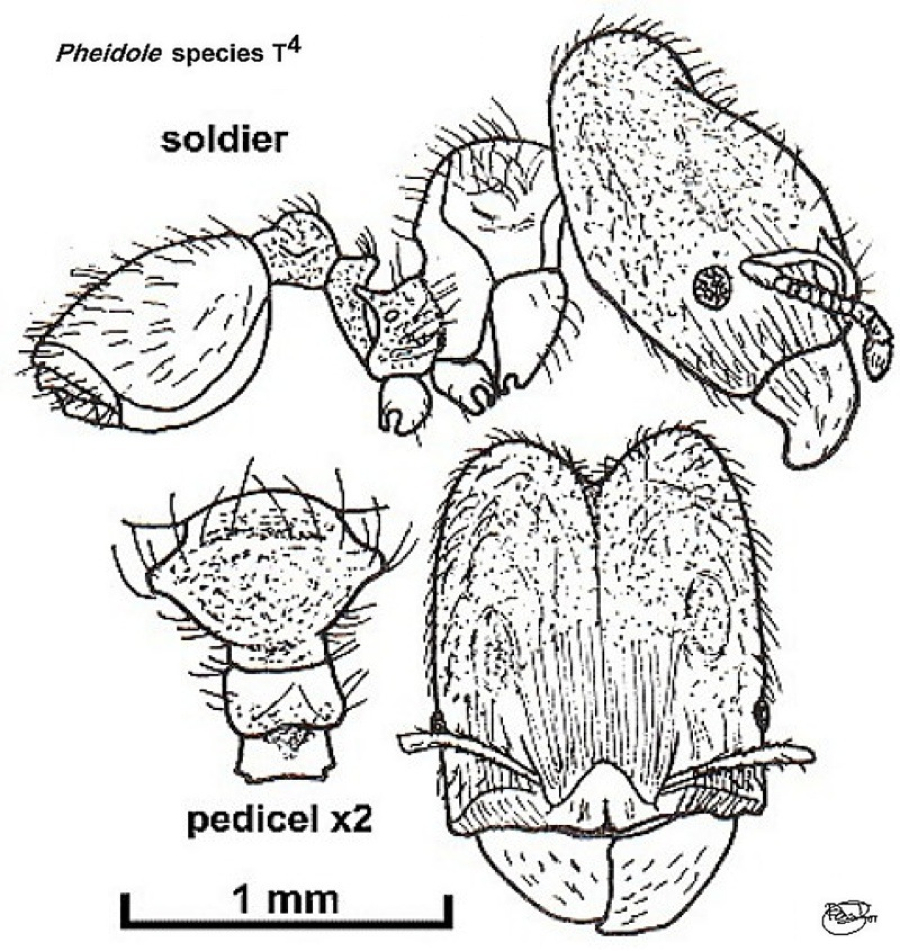 {Pheidole species T4}