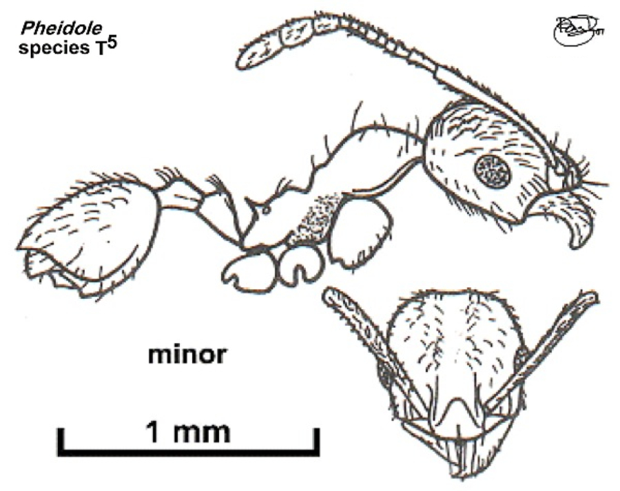 {Pheidole species T5}