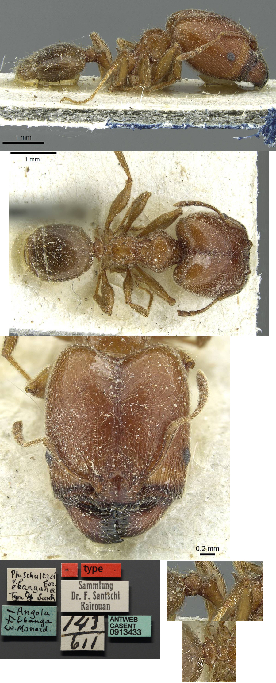 {Pheidole schultzei ebangana major}