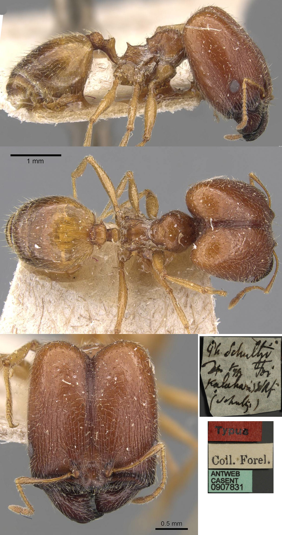 {Pheidole schultzei major}