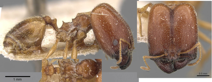 {Pheidole schultzei}