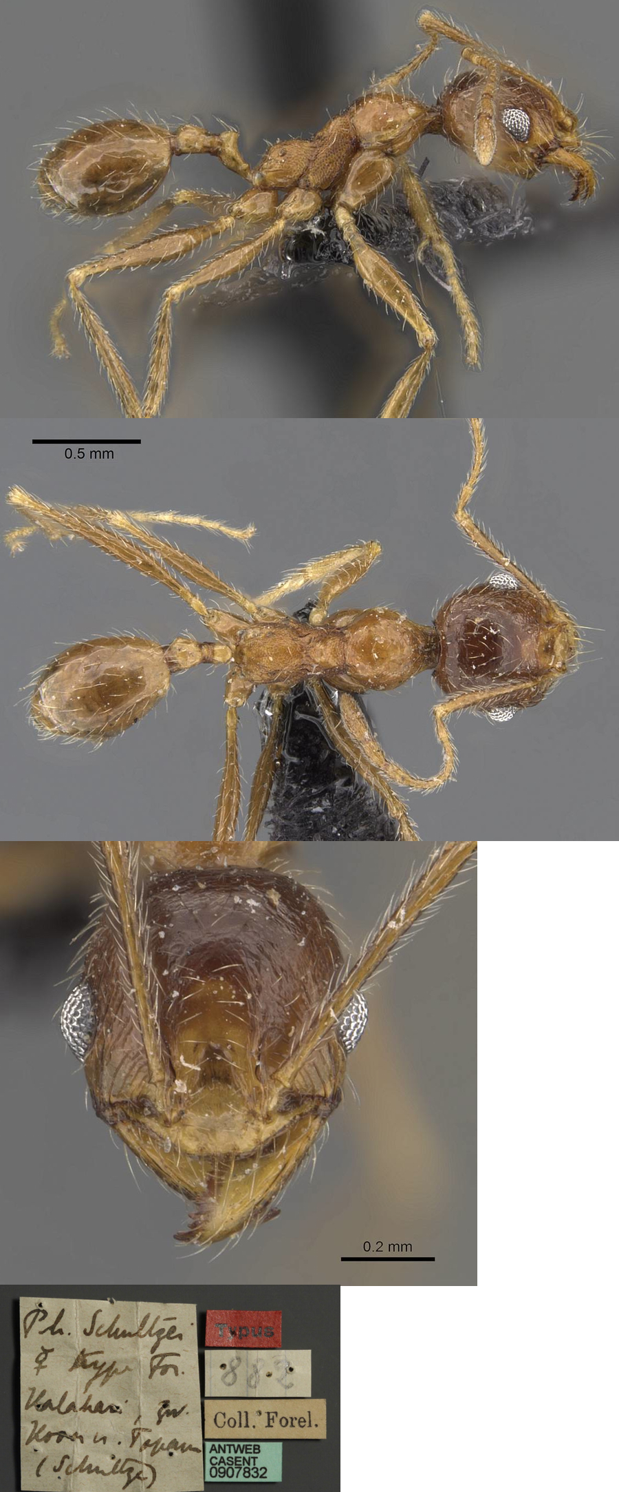 {Pheidole schultzei minor}