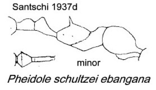 {Pheidole schultzei ebangana minor}