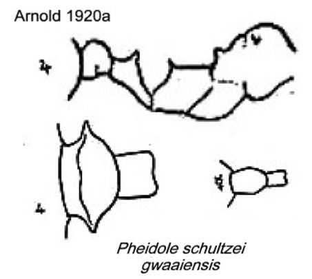 {Pheidole schultzei gwaaiensis}