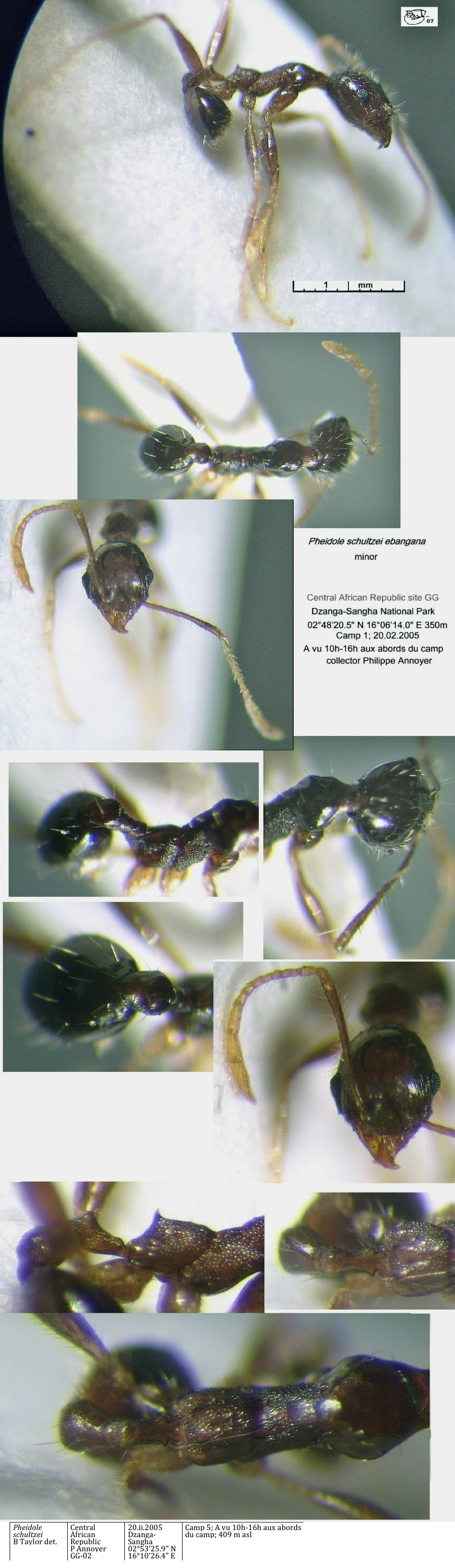 {Pheidole schultzei ebangana minor}