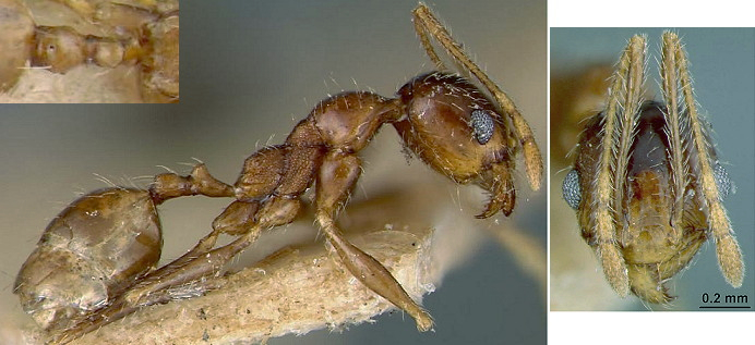 {Pheidole schultzei minor}