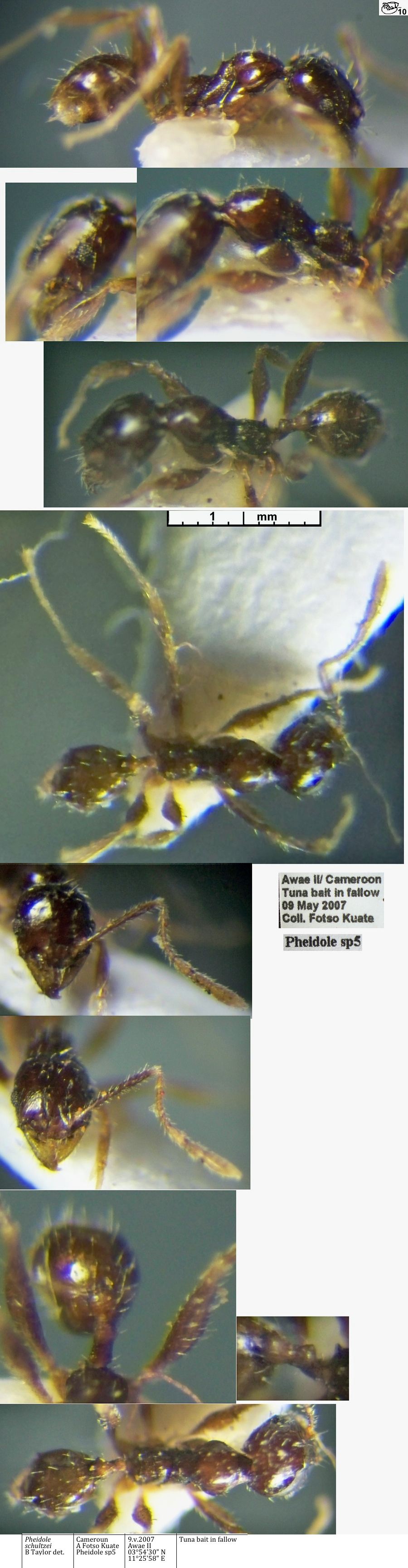 {Pheidole schultzei minor}